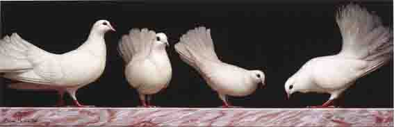 WHITE FAN-TAIL PIGEONS by Brian McCarthy sold for 3,900 at Whyte's Auctions