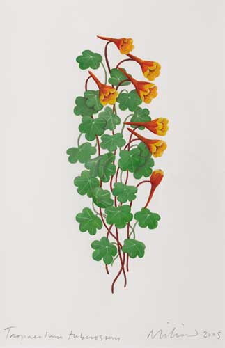 TROPAEOLUM TUBEROSUM, 2005 by Ed Miliano sold for 825 at Whyte's Auctions