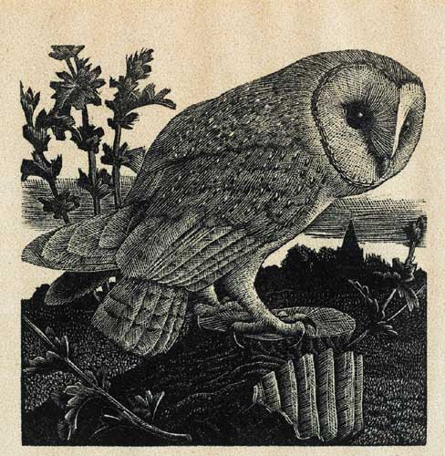 OWL by Charles Frederick Tunnicliffe sold for 240 at Whyte's Auctions