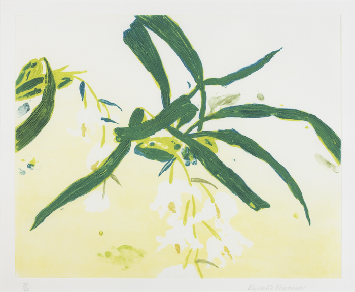 ORCHIDACEAE COELOGYNE CRISTATA by Dame Elizabeth Blackadder sold for 400 at Whyte's Auctions