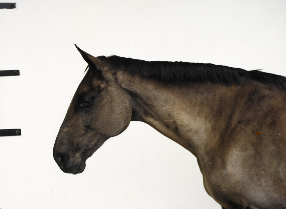 HORSE PORTRAIT, 2001 by John Gerrard sold for 1,400 at Whyte's Auctions