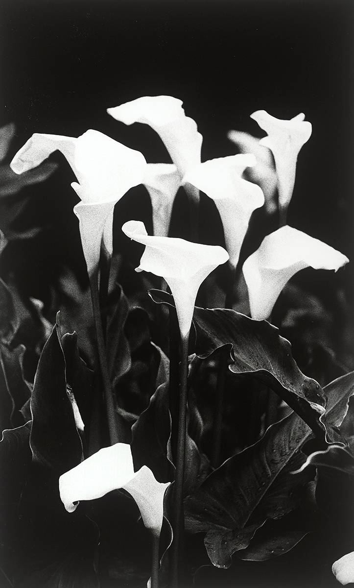 LILIES, 1999 by Giles Norman sold for 45 at Whyte's Auctions