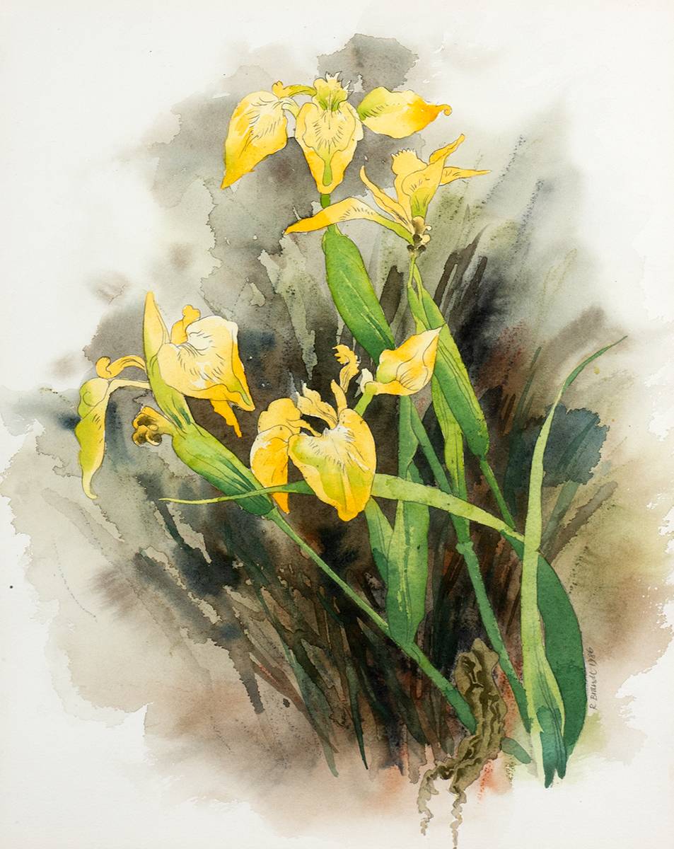YELLOW IRIS, 1986 by Ruth Brandt sold for 520 at Whyte's Auctions