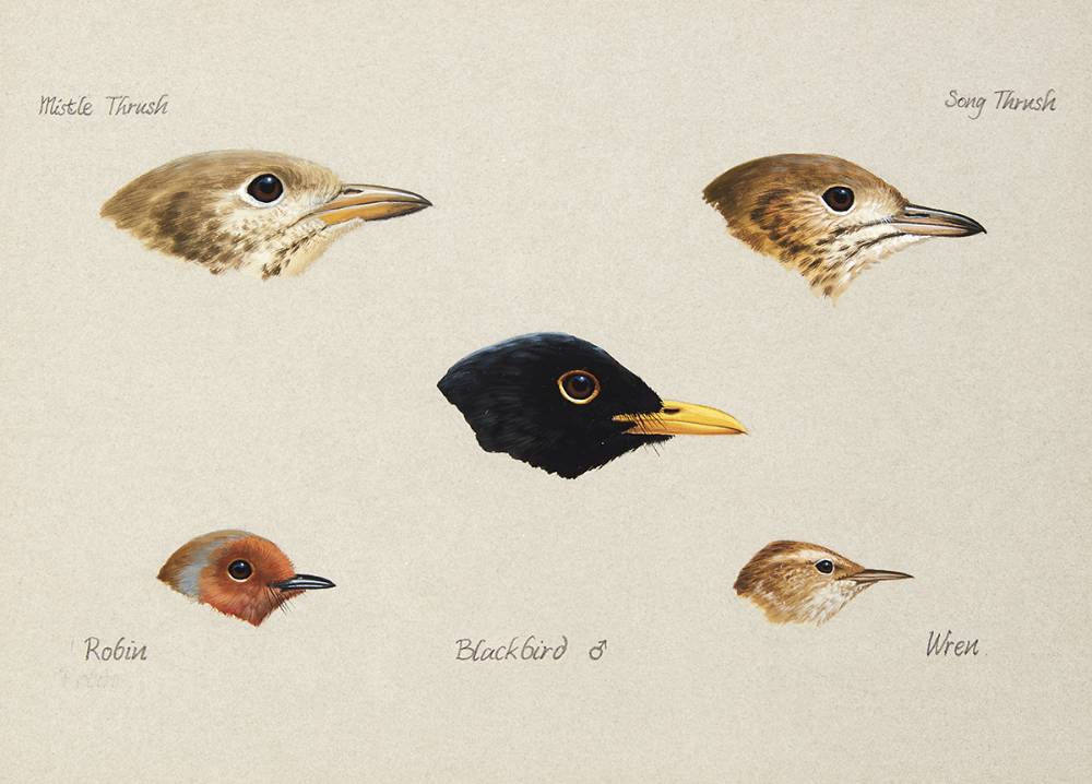 BIRD STUDIES [MISTLE THRUSH, SONG THRUSH, ROBIN, BLACKBIRD, WREN] by Julian Friers sold for 330 at Whyte's Auctions