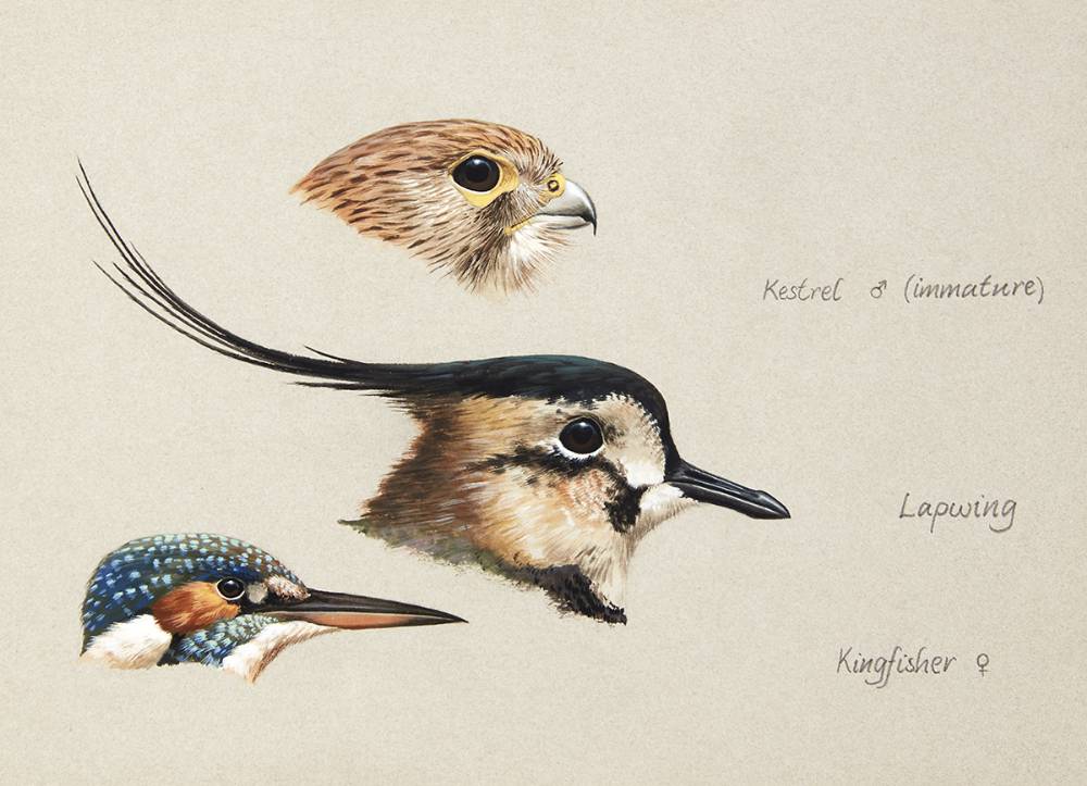BIRD STUDIES [KESTRAL, LAPWING, KINGFISHER] by Julian Friers sold for 330 at Whyte's Auctions
