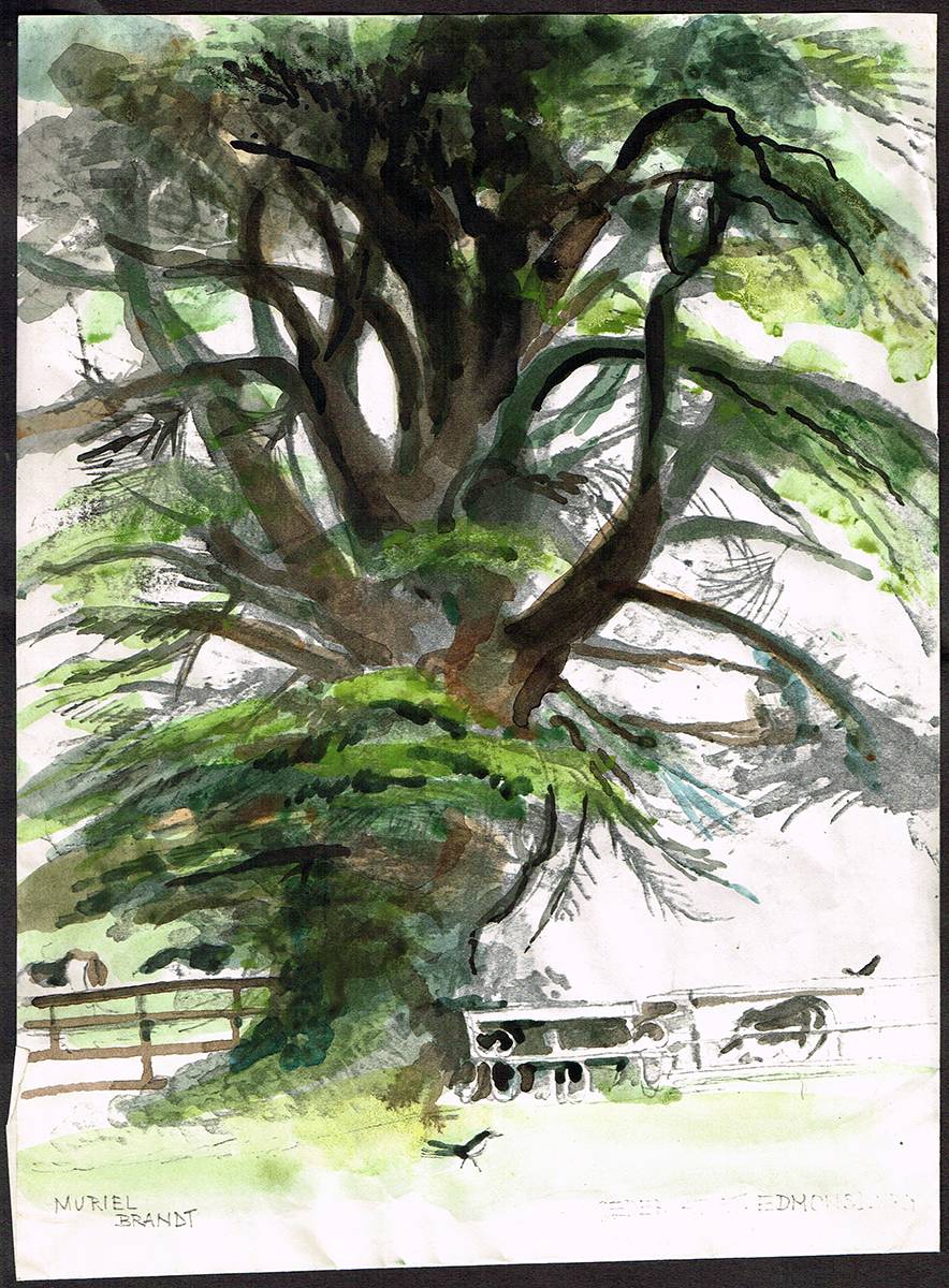 CEDAR AT ST. EDMUNDSBURY by Muriel Brandt sold for 200 at Whyte's Auctions