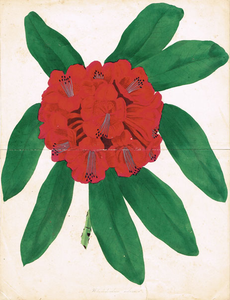 19th Century: Album of Paxton Botanical Prints at Whyte's Auctions