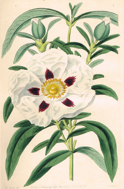 SWEET ( Robert ). Cistineae. The natural order of Cistus, or Rock-Rose ; illustrated by coloured figures & descriptions of all the dist at Whyte's Auctions