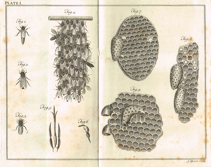 WILDMAN ( Thomas ). A treatise on the management of bees ; wherein is contained the natural history of those insects ; with the various at Whyte's Auctions