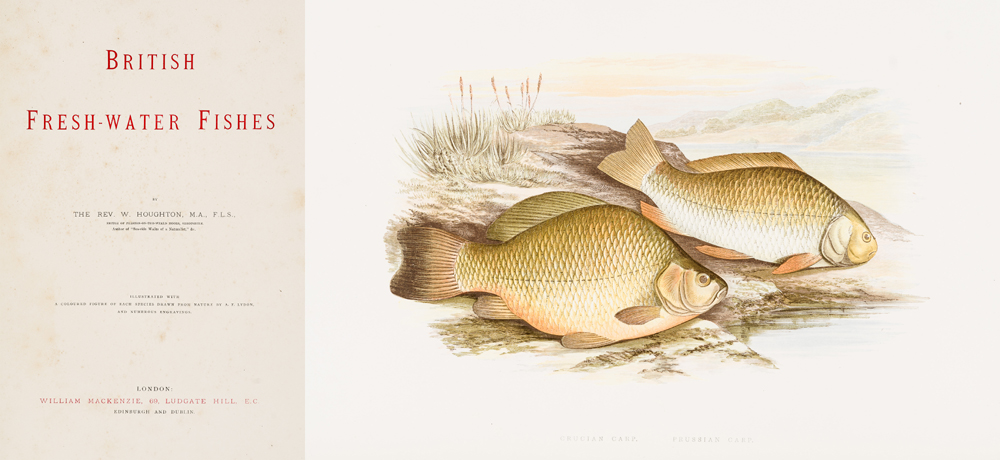 Houghton, Rev. W. British Fresh Water Fishes. at Whyte's Auctions