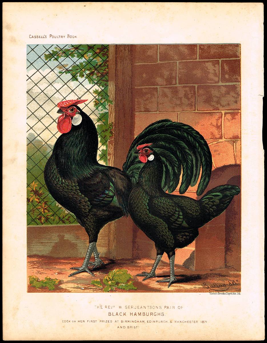 Cassells Poultry Book, a collection of coloured chromolithographs (18) at Whyte's Auctions